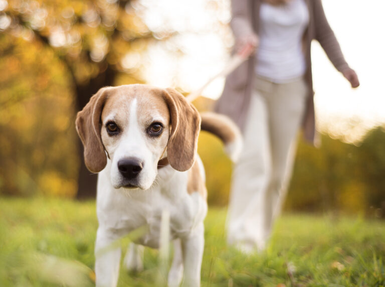 How to Become a Dog Walker & Start a Business